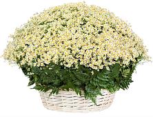 Цветочная композиция из Ромашки в корзине #REPLACE_PRED# Горный Щит